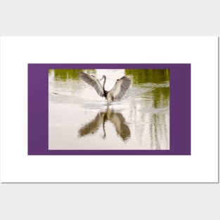 Tricolored Heron Angel Wings Posters and Art